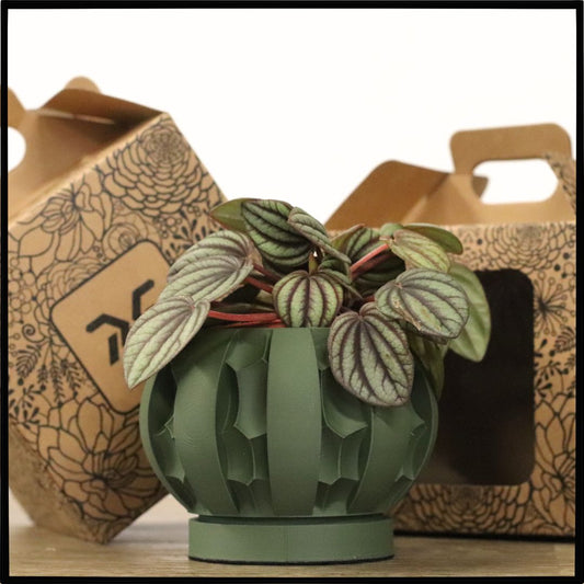 Vaso Tiny modello BRASILIA - OLIVE GREEN