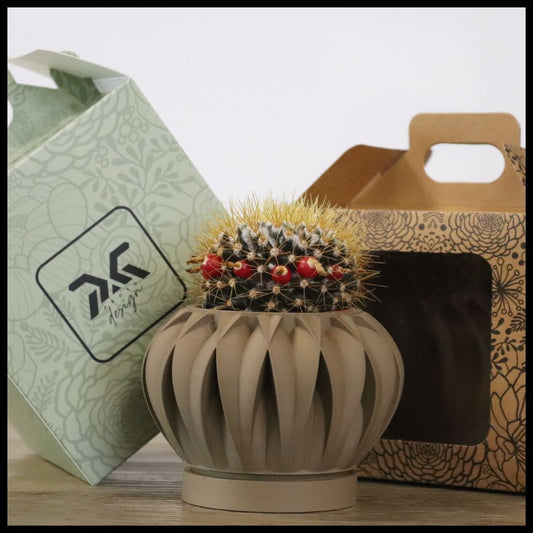 Vaso Tiny modello ABU DHABI - MALT CLAY